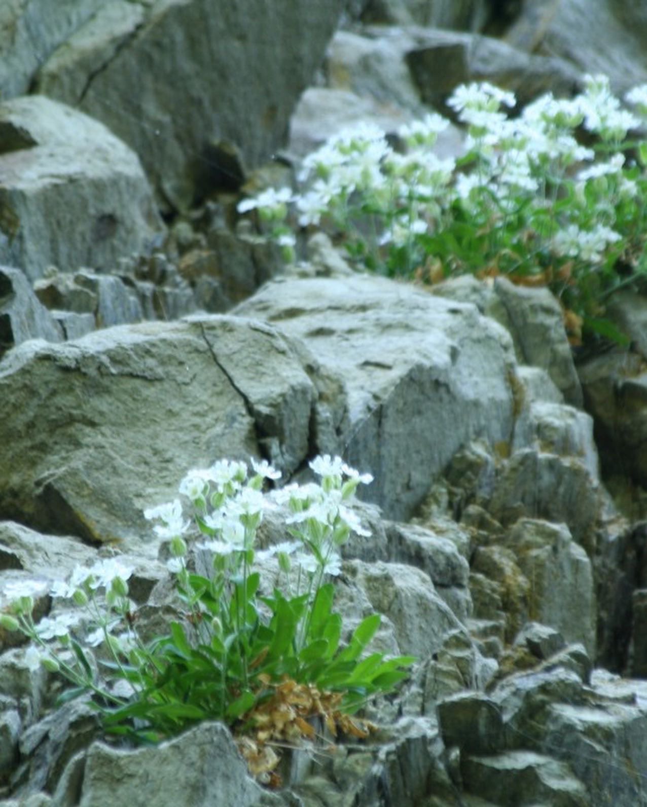 花一匁 Hanaichimomme0468 花の写真集 No 003アオモリマンテマ 青森まんてま アオモリマンテマ 青森まんてま ナデシコ科 多年草 白色の花 白神山地 花の写真 野の花 絶滅危惧種 綺麗 T Co 6sgdd3klzs Twitter