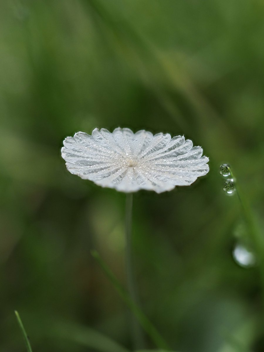 suerob50's tweet photo. This tiny parasol mushroom caught my eye at #Slaugham Churchyard today. It was almost like glass and quite exquisite. #fungi #Sussex https://t.co/2xpR71QHM8