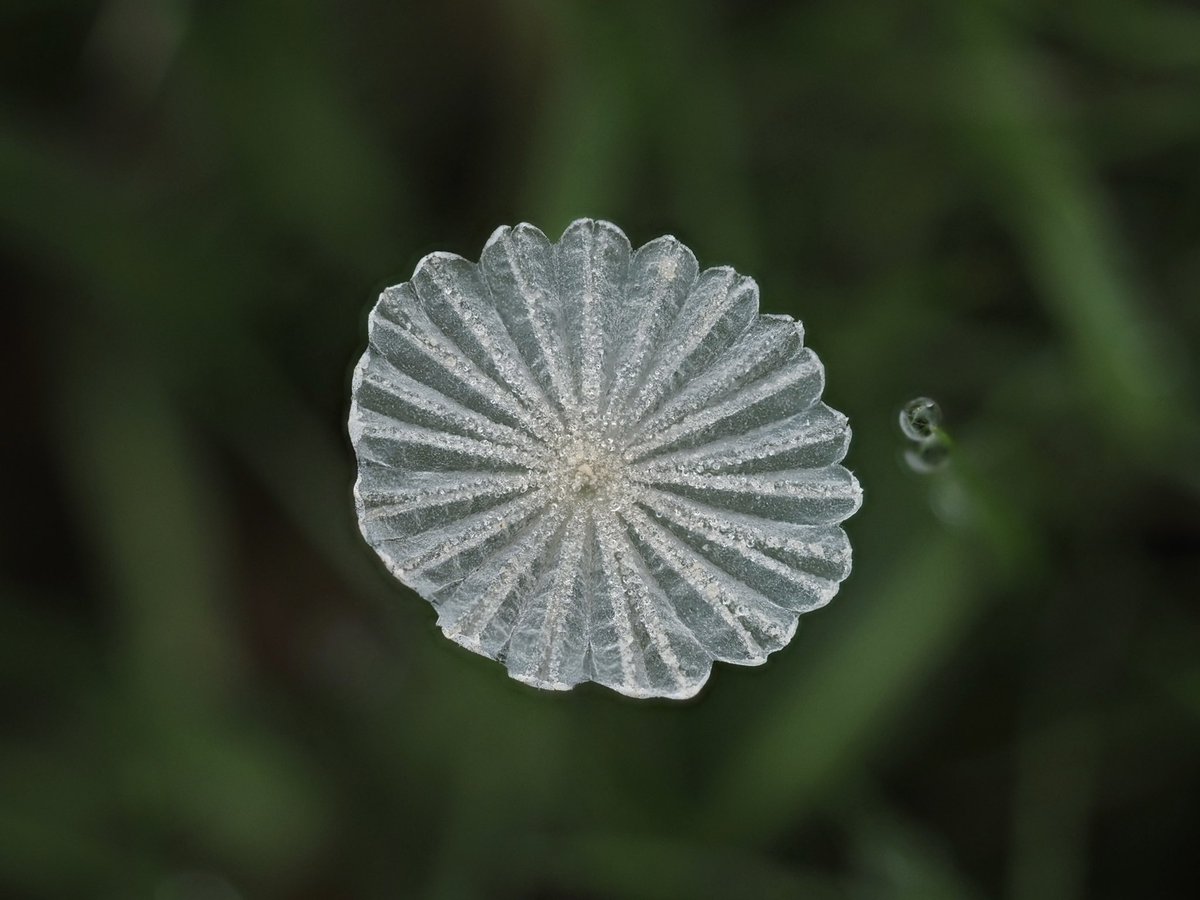 suerob50's tweet photo. This tiny parasol mushroom caught my eye at #Slaugham Churchyard today. It was almost like glass and quite exquisite. #fungi #Sussex https://t.co/2xpR71QHM8