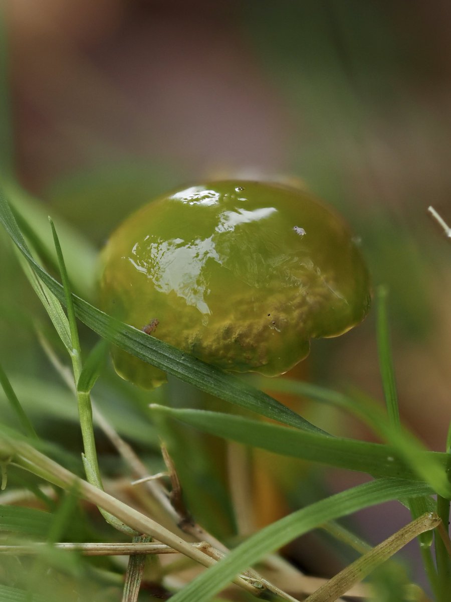 suerob50's tweet photo. A few very small #Waxcaps from #Slaugham Church today. I’m fascinated by the translucence of the green #ParrotWaxcap, and the #Springtails caught on the sticky surface (worth zooming in). There’s also either #Heath or #Slimy, #Snowy, and finally Heath/Slimy again. #Sussex #fungi https://t.co/HlscFtr5Tg