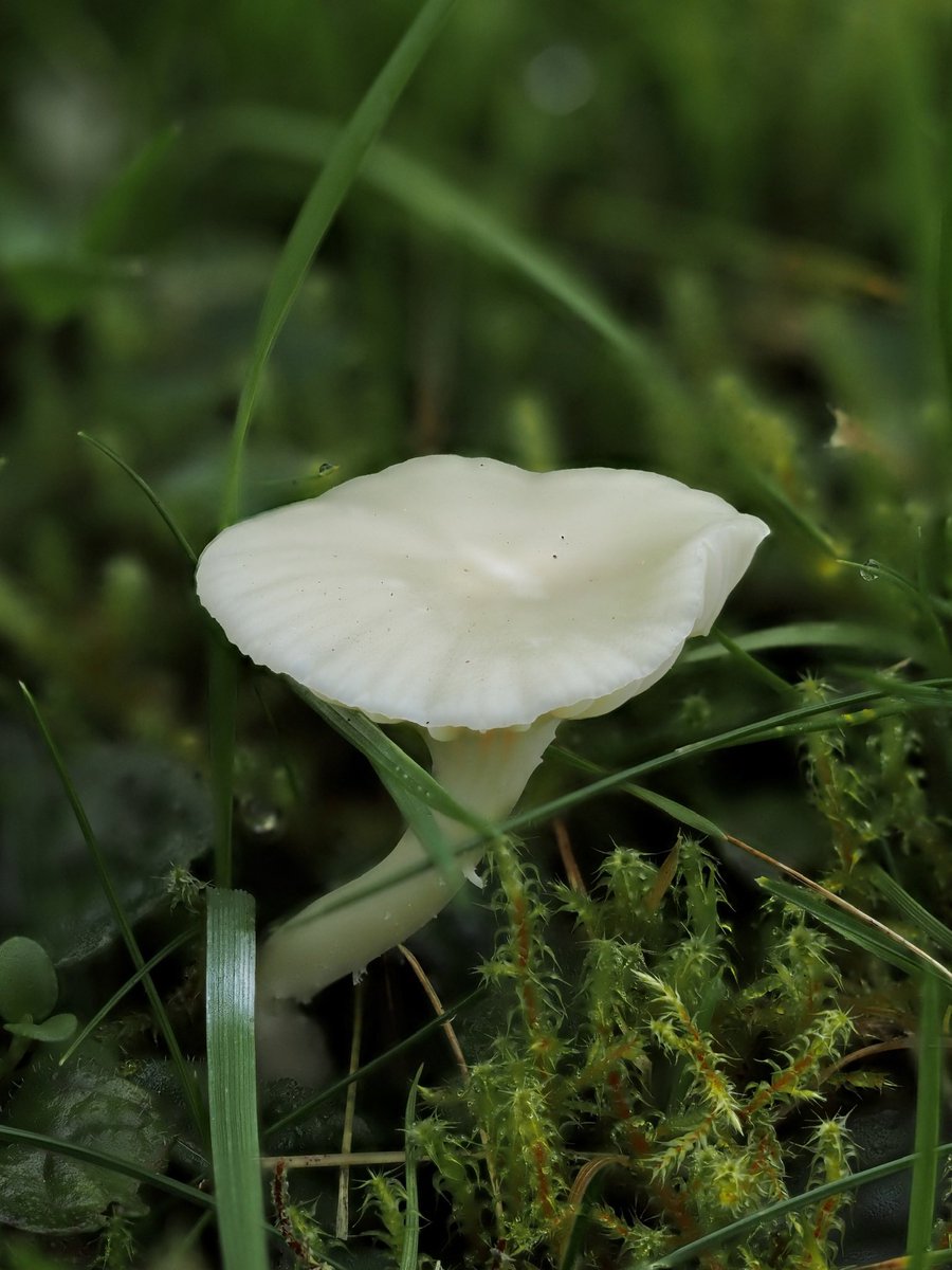 suerob50's tweet photo. A few very small #Waxcaps from #Slaugham Church today. I’m fascinated by the translucence of the green #ParrotWaxcap, and the #Springtails caught on the sticky surface (worth zooming in). There’s also either #Heath or #Slimy, #Snowy, and finally Heath/Slimy again. #Sussex #fungi https://t.co/HlscFtr5Tg