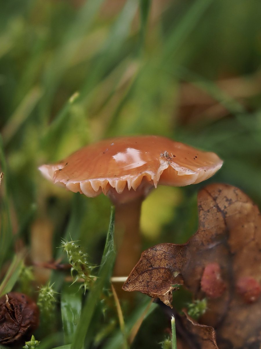 suerob50's tweet photo. A few very small #Waxcaps from #Slaugham Church today. I’m fascinated by the translucence of the green #ParrotWaxcap, and the #Springtails caught on the sticky surface (worth zooming in). There’s also either #Heath or #Slimy, #Snowy, and finally Heath/Slimy again. #Sussex #fungi https://t.co/HlscFtr5Tg