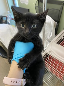 NYCDEATHROWCATS's tweet photo. Allison Reynolds is a cute 9 week old kitten who was brought in to the shelter. She is from a litter of 4 (no info on other kittens) Allison is in need of a furever home. Come meet this tiny pantherette at MACC. https://t.co/rklKIwQZQC https://t.co/bmo9PoWTg4