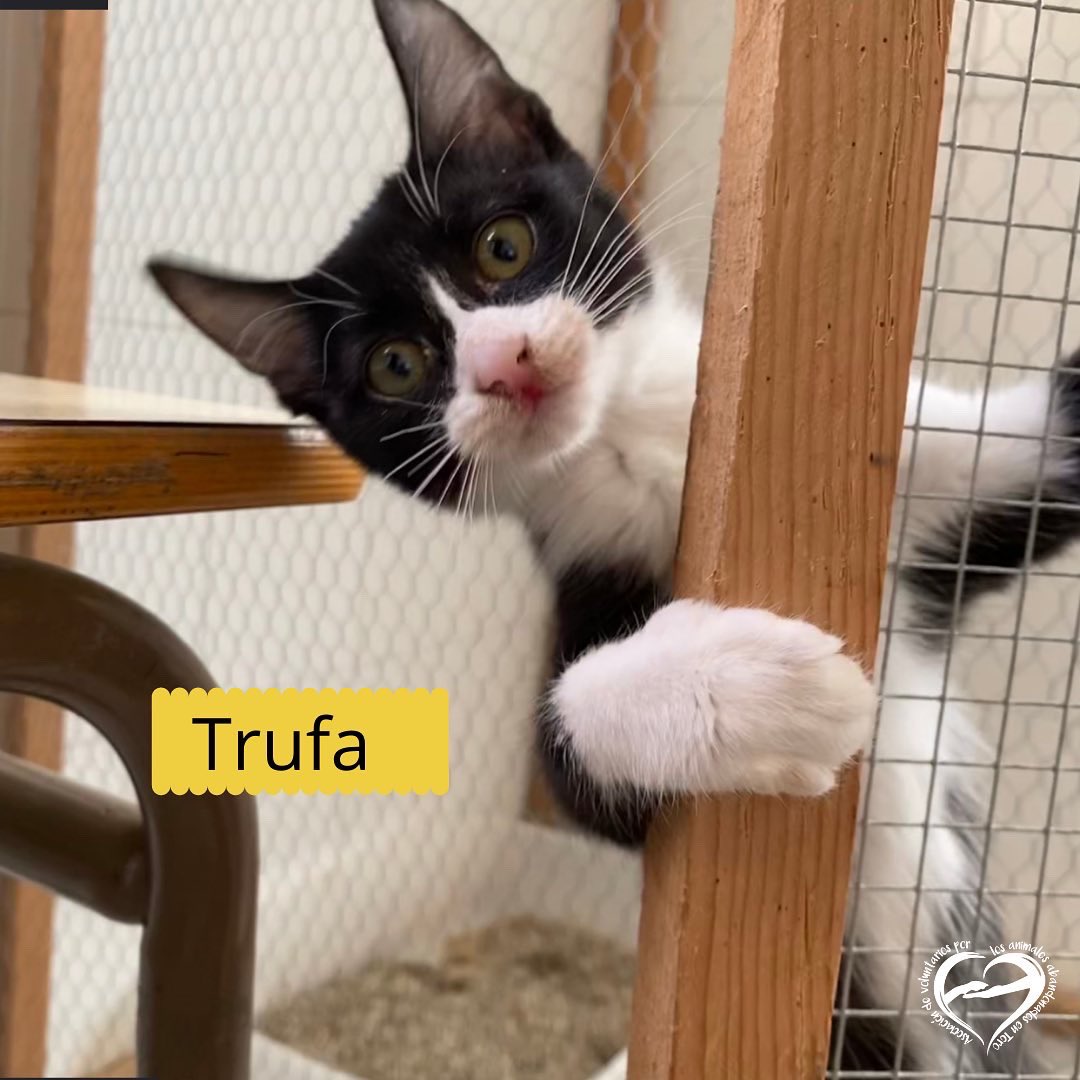 AnimalesToro's tweet photo. 🍄TRUFA Y CHAMPI🍄

Estos dos hermanitos tienen ya 3 meses!! 
No entendemos como nadie pregunta por ellos! Son unos gatos buenísimos! 
Están al día en vacunas y desparasitaciones! Son negativos a FeLV y FiV! 

➡️abandonostoro@hotmail.com 
➡️https://t.co/WMkbJKwaDh https://t.co/k0SXkrgSHp