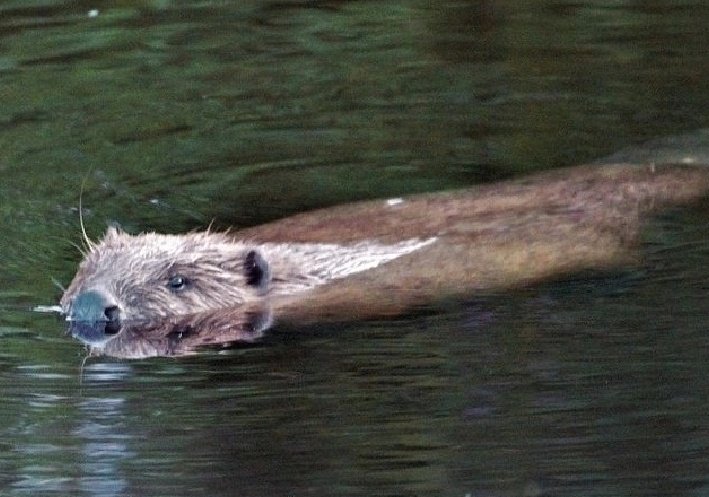 ASPaton's tweet photo. Tayside Beavers #MoveDontKill @nature_scot https://t.co/oOY2POcOxl