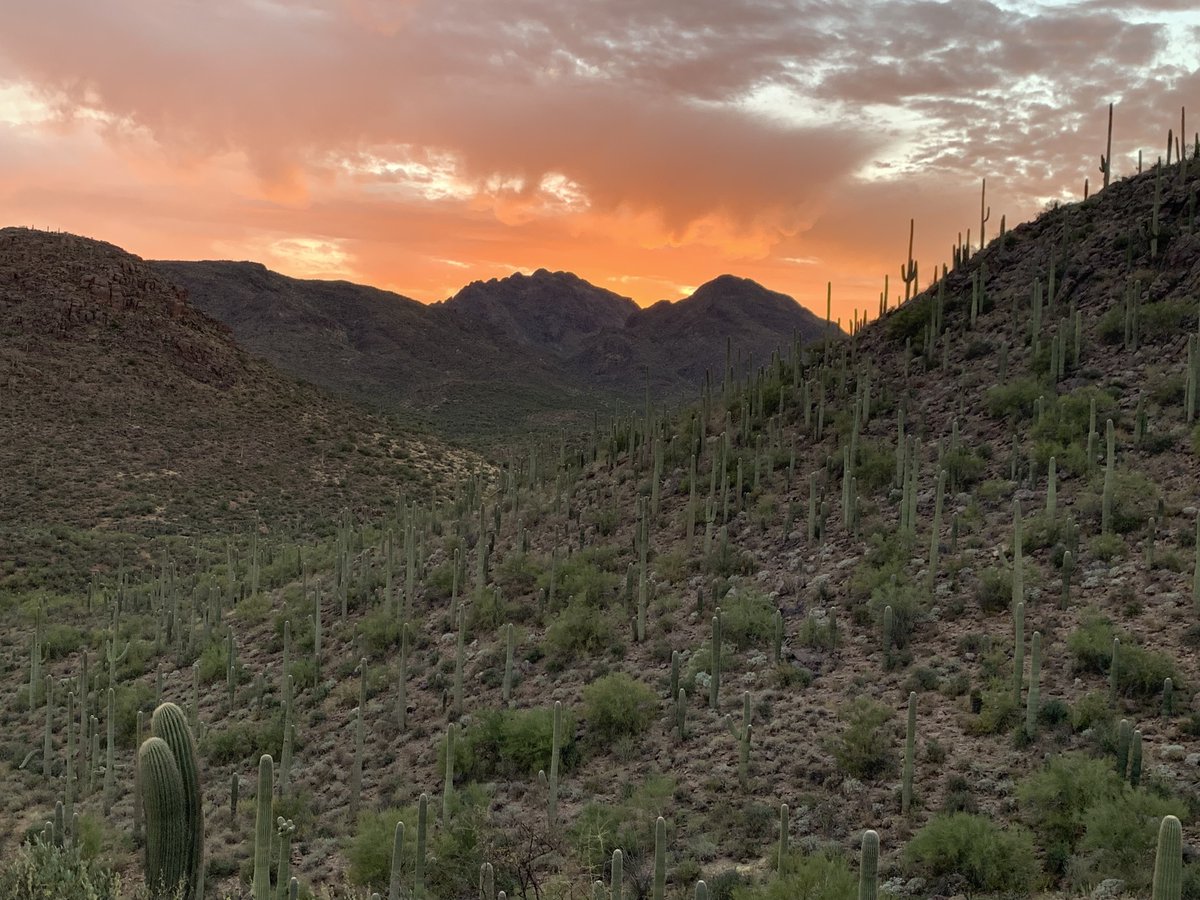Rachel Gallery (@rachelgallerys) on Twitter photo **JOB ANNOUNCEMENTS** <a href="/UASNRE/">UA School of Natural Resources and the Environment</a> at <a href="/uarizona/">University of Arizona</a> is hiring *3* TT positions in Wildlife Conservation & Disease, Arid Land Ecosystems, and Large Mammal Conservation! Join us and this will be your backyard. Please RT and visit this site for all job descriptions. tinyurl.com/ynhz7x38 **JOB ANNOUNCEMENTS** <a href="/UASNRE/">UA School of Natural Resources and the Environment</a> at <a href="/uarizona/">University of Arizona</a> is hiring *3* TT positions in Wildlife Conservation & Disease, Arid Land Ecosystems, and Large Mammal Conservation! Join us and this will be your backyard. Please RT and visit this site for all job descriptions. tinyurl.com/ynhz7x38