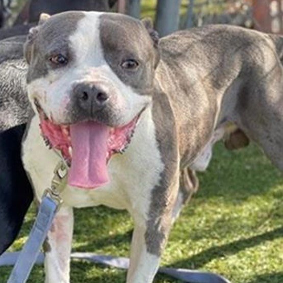 mapleveewesem's tweet photo. 💔 #NoOneCame 😭
Handsome GRIFFIN was killed at Downey ACC yesterday 11-15 😡
Village, you did your part with many shares, pledges made & so much love. TYSM🙏
R.I.P. sweet boy 🌈 May your passing motivate some #doglovers to #FOSTER 4 rescue. https://t.co/nxis3wGx0Y