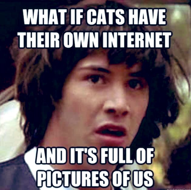🐱 #Meow cats DO have their own 🐈 #feline 🌐 #internet.❤️ But, it just has pics #kitty #cats, ‘cuz we’re ^much^ 😻 cuter than our 🙀😾😽 #FurParents❣️😹 #猫 #ねこ #cat #CatLife #purr #catsofinstagram #catstagram #CatsOfTwitter #CatsOnTwitter 🐈⬛🐾🐾😺😹😸💞💓💖💗💕 #MeowMeow