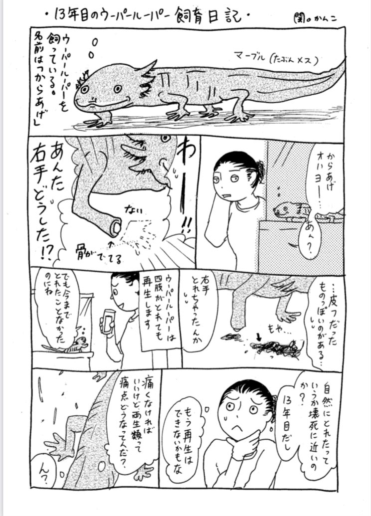 ウーパールーパーの手が取れちゃった 四肢が取れても再生する両生類の生態に 人間もできたらいいのに の声 いま研究が進んでいるips細胞です Togetter ウーパールーパーの手が取れちゃった 四肢が取れても再生する両生類の生態に 人間もできたらいいのに の声 いま研究が進んでいるips細胞です Togetter