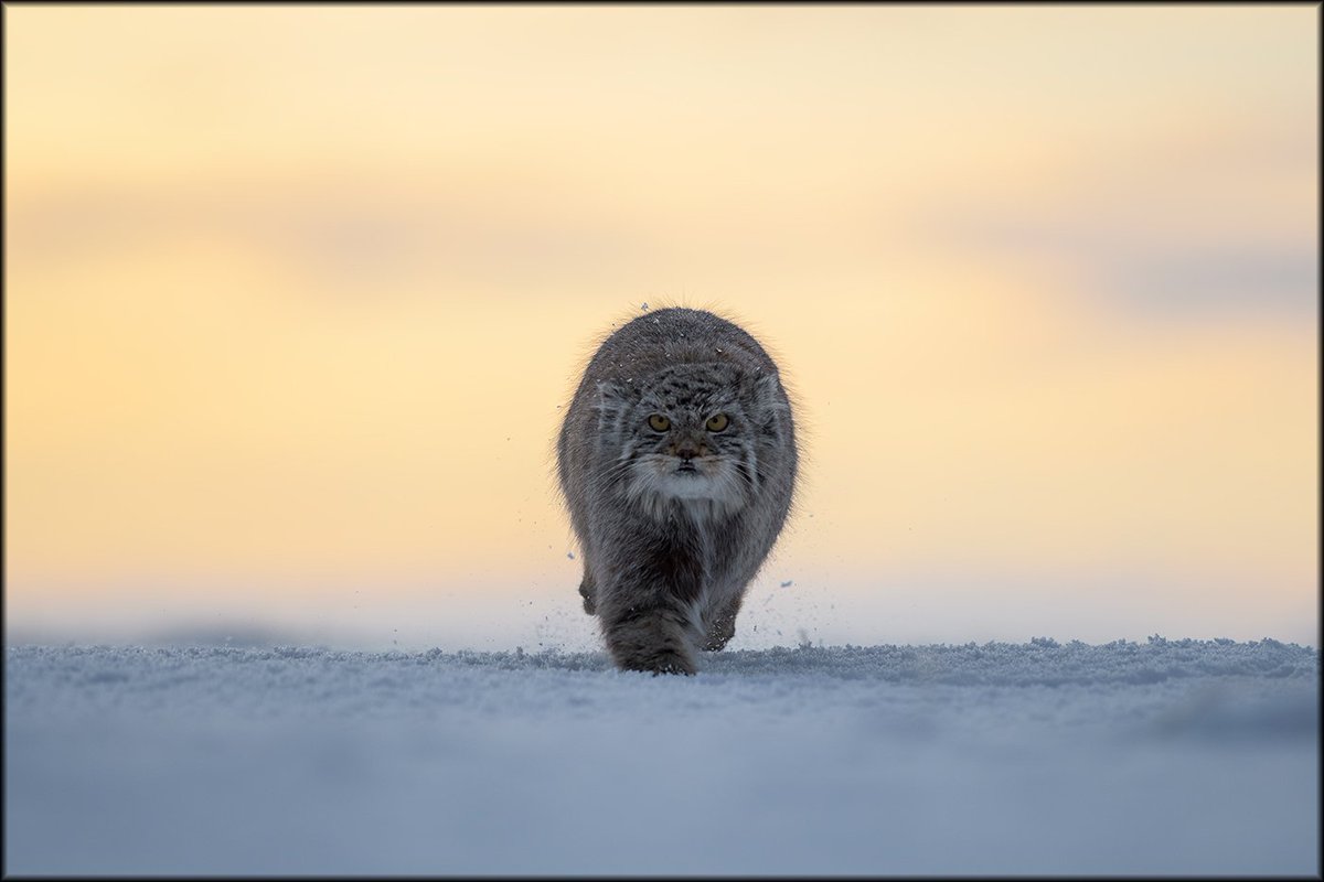 FelixMorlan's tweet photo. It lives in the Asian steppes, at altitudes between 1,000 and 4,000 meters. It is an extremely solitary animal found in rocky areas of steppes, arid hills or semi-desert areas. https://t.co/R9sUsJooE5