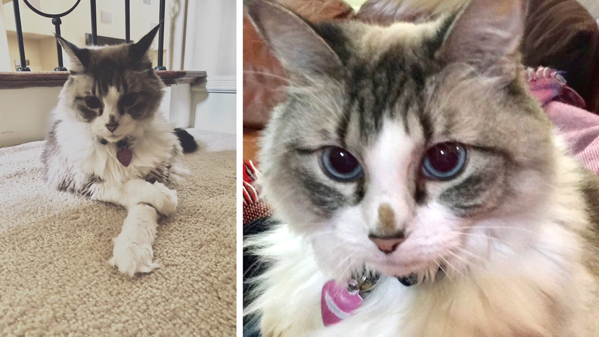 mrsmhuang's tweet photo. Introvert cat in the house who snores loud (lawnmower) during zoom calls. IG COTTONtherotten ๐ #PetsOfSAP #SAPTechEd #SAPCommunity @LifeatSAP https://t.co/c1x0pwuep8