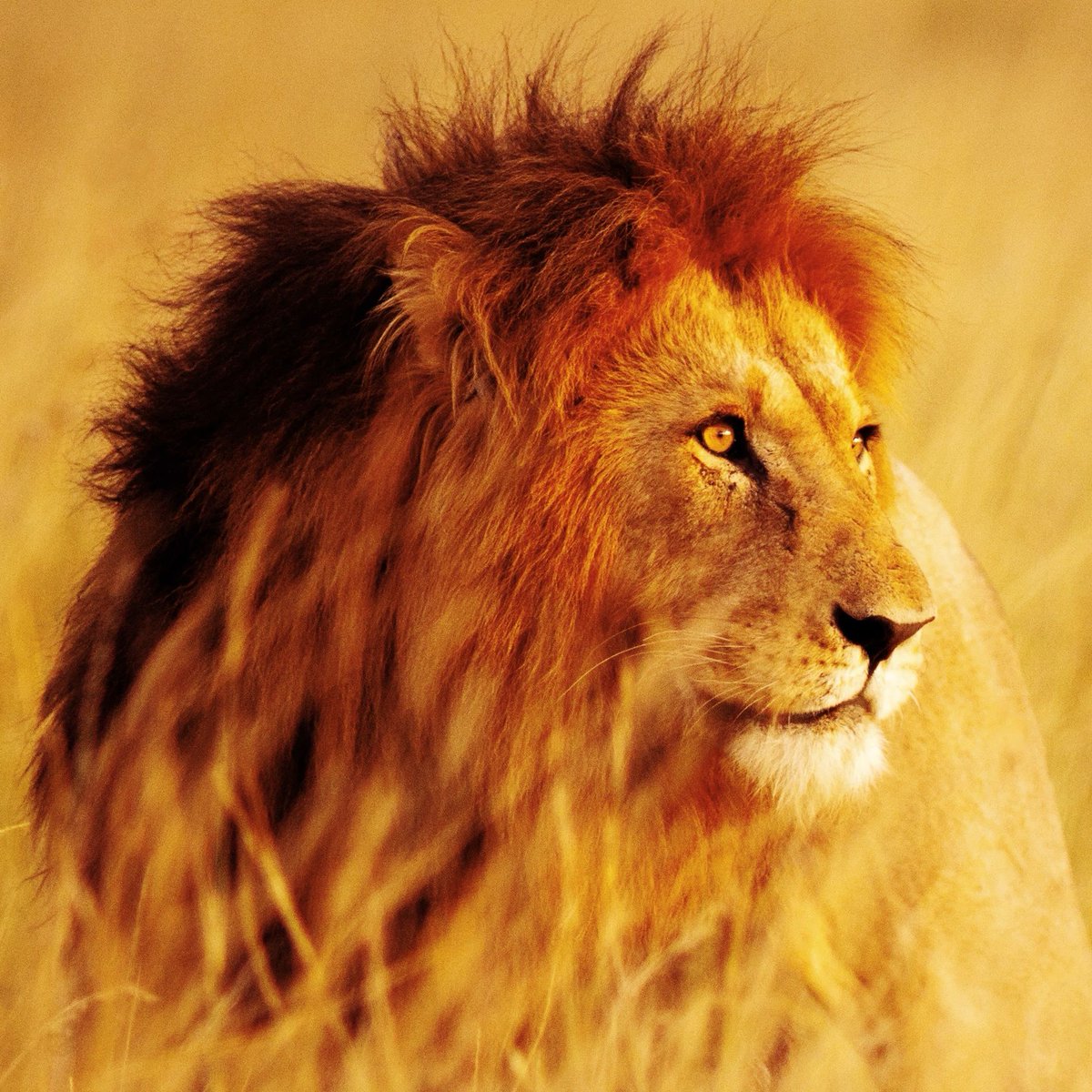 LeonidasTAMUC's tweet photo. I've been thinking of some ways to meet more of the Pride on campus and I finally figured it out! I can't share my idea just yet, so you'll all have to stick around to find out what it is. 
#tamuc #leonidas https://t.co/DQoX8KLkGX