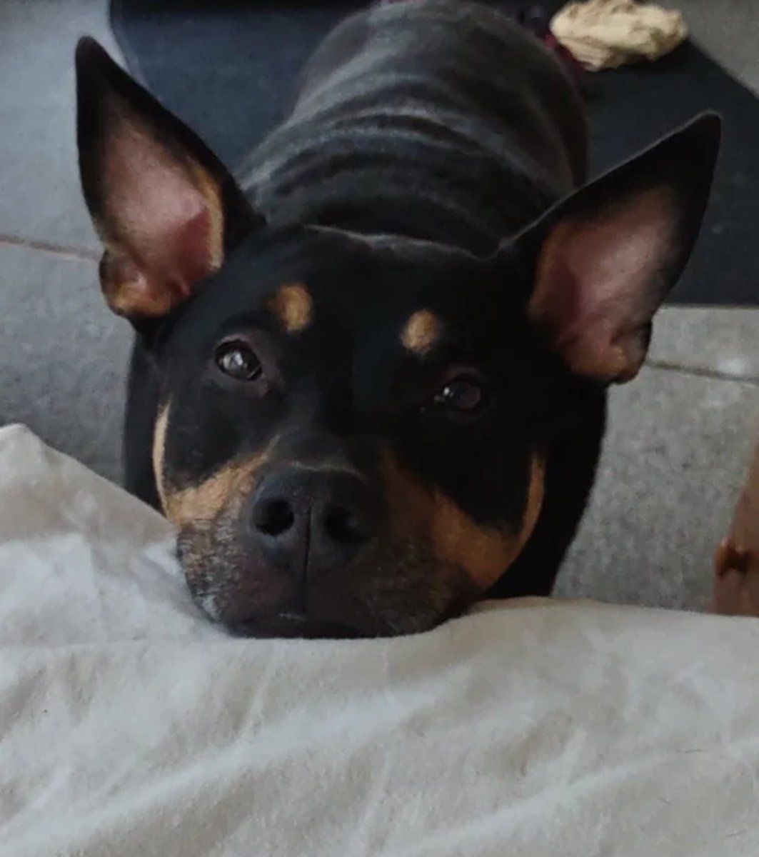 CameronGladden's tweet photo. @Teeqo This is Rosco https://t.co/iqSwzRq0fv