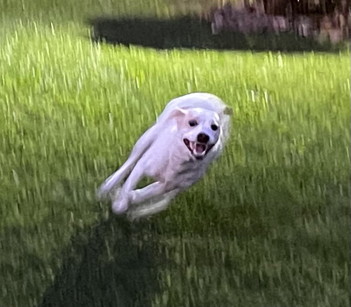 1K9View's tweet photo. I am One of Nature’s irresistible forces. https://t.co/lX2JYMbyAF