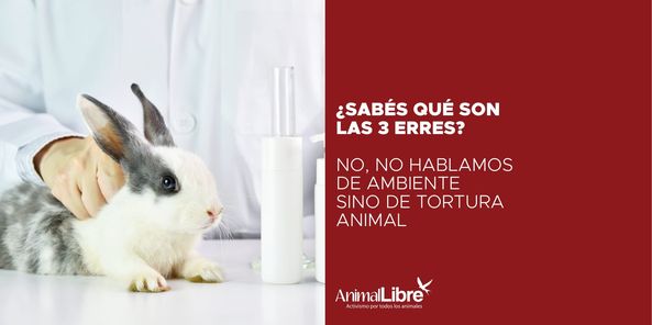 AnimalLibreArg's tweet photo. ▶️¿Qué son las #3erres? Desde siempre han existido voces que denunciaron el horror de la experimentación con animales, pero ante los reclamos abolicionistas, la ciencia y las autoridades de diferentes países han reaccionado con regulaciones. Algunas se basan en las "3 erres". https://t.co/wFiYadrgyG