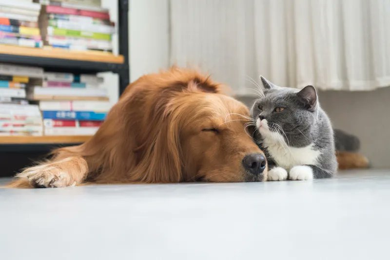 AllPetVoices's tweet photo. As a loving pet parent, we know you want to do everything you can to stay on top of your dog or cat's health. What if we told you all it took was 5 minutes every month? Read more about the #PetHealth5 here: https://t.co/ZA9QlxO0ep
#pethealth #doghealth #cathealth https://t.co/Xqxena2pCy