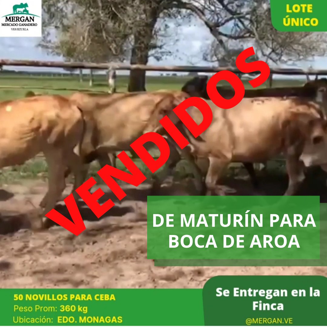 mergan_ve's tweet photo. Hoy Realizamos la 1️⃣ Subasta Vía WhatsApp, la cual fue un Éxito Total!!👏 De verdad muy agradecidos con los participantes y todos los involucrados para que esta actividad se llevará a cabo. Muchas Gracias!! 🎊
#SubastaWhatsapp
#Mergan https://t.co/surTg0eGFS