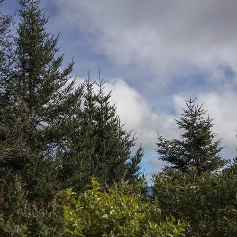 CONAPgt's tweet photo. #CONAPSurOriente en el marco de la Implementacion de la Estrategia Nacional de Conservacion del #Pinabete, realizó acercamiento con propietarios privados de áreas de plantación y bosque nativo de esta especie, con el objetivo de coordinar #Operativos de #Control y #Vigilancia. https://t.co/QdTml1xQoT