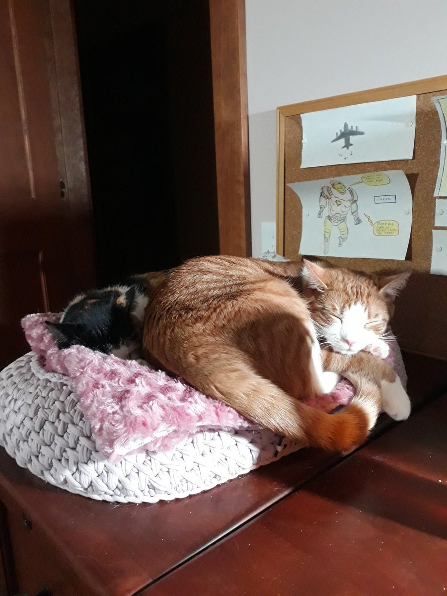caviarupdates's tweet photo. Silly Cavi! If you're not careful, you're gonna smoosh your pretty little mommy! https://t.co/3F4O2L86ew