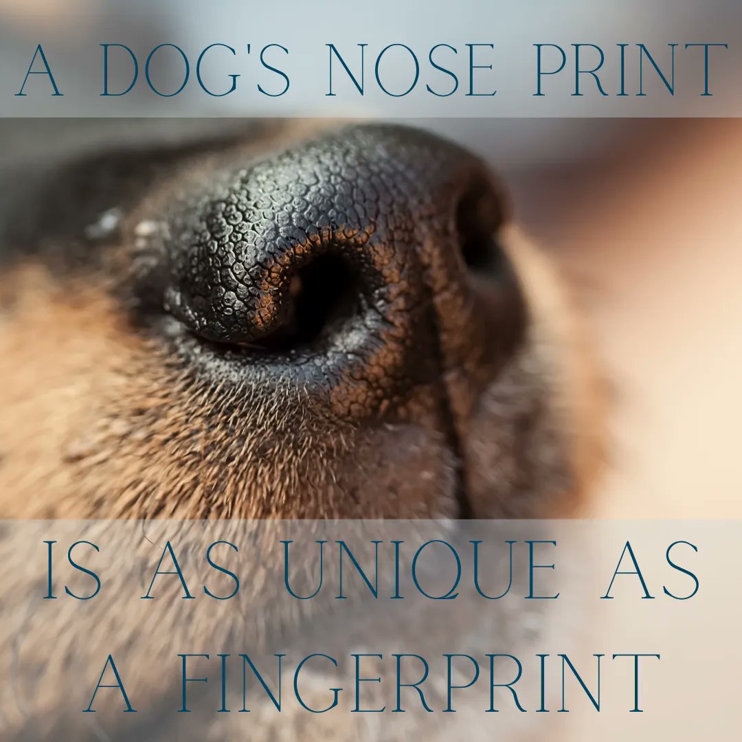 vetmeasure's tweet image. Who doesn't love some cute dog photos?! Brighten up your day with these dog fun facts from the American Kennel Club! #Dog #VetMeasure