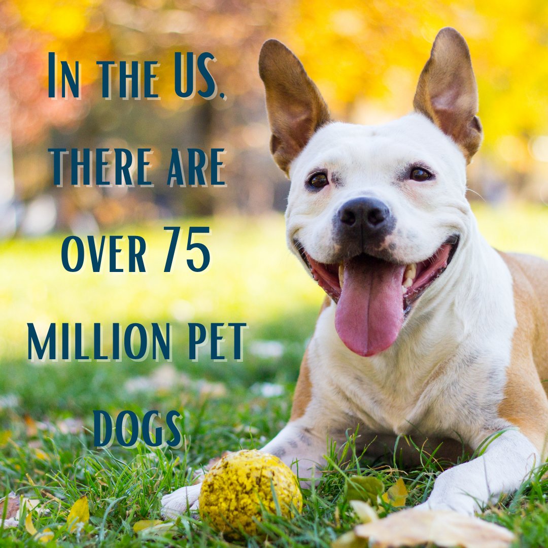 vetmeasure's tweet image. Who doesn't love some cute dog photos?! Brighten up your day with these dog fun facts from the American Kennel Club! #Dog #VetMeasure