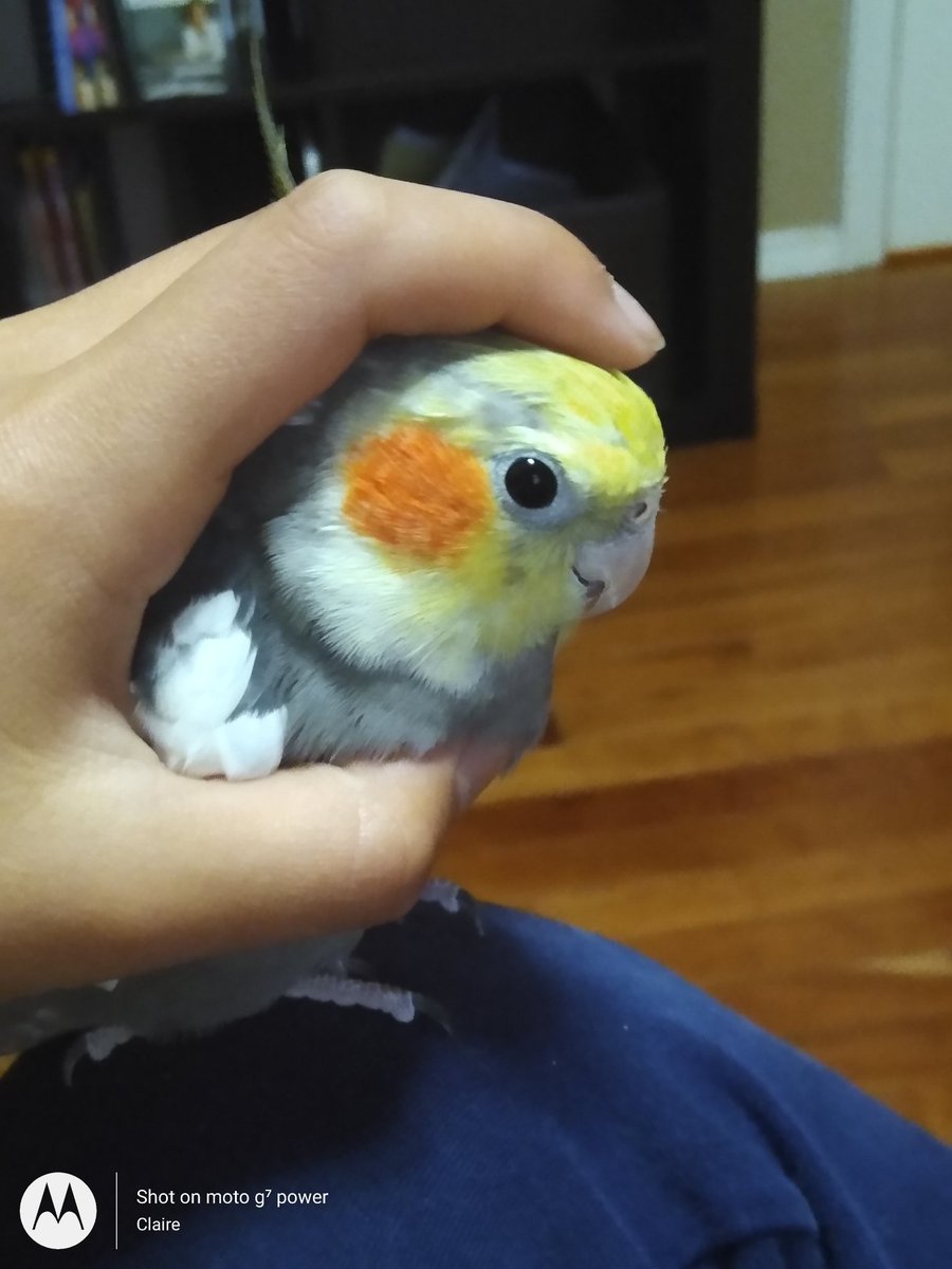Milo& Blueberry|House of Weird chickens| tweet media