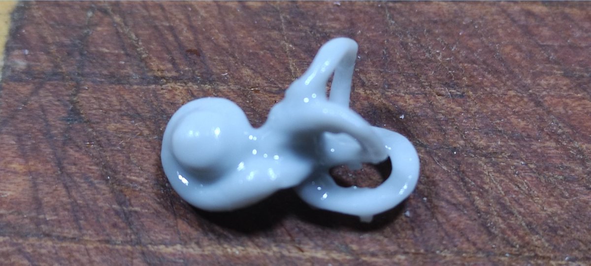 migangnoguera's tweet photo. Como se dice ternura en anatomía?
Se dice oído interno... A escala real.
(Ese es la uña de mi pulgar)
Ese pequeño órgano nos hace oir y nuestro equilibrio.  
Una ternurita total. https://t.co/eEkjkciD80