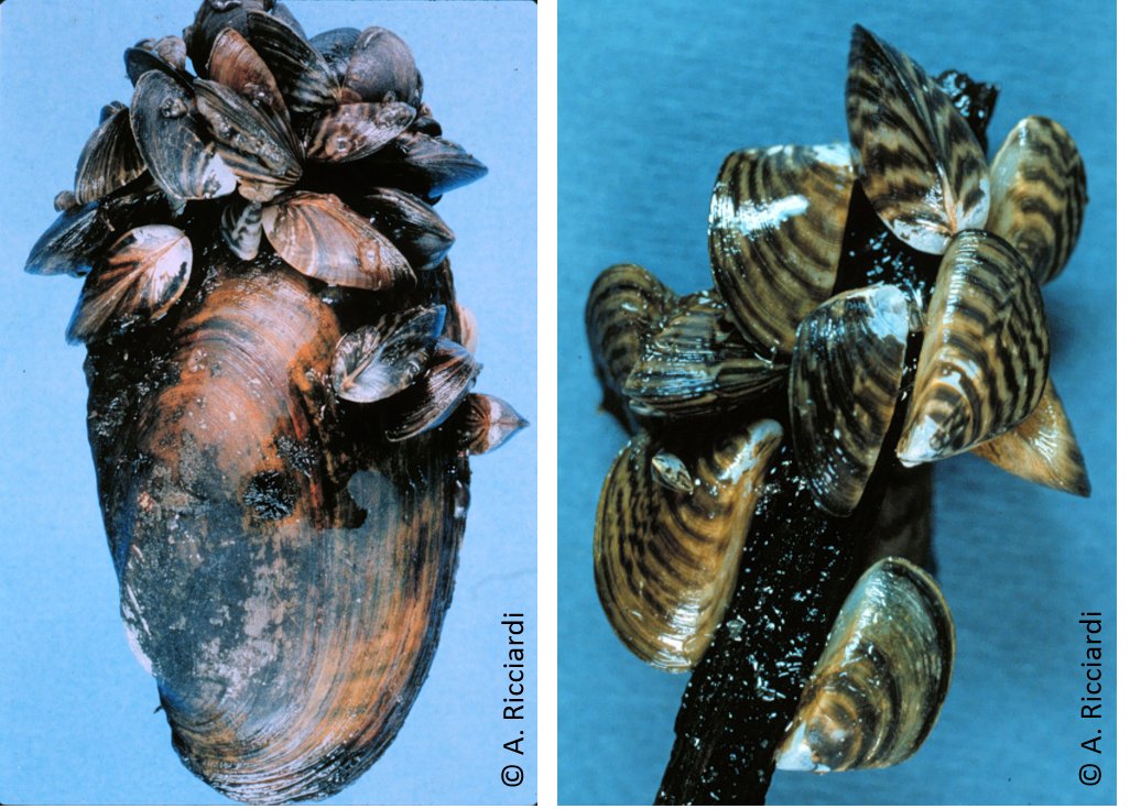 I am looking for a PhD student to join my lab in 2022 to study the dynamics &amp; impacts of zebra mussel invasions! Position is fully funded for 4 years. See our student ad: redpath-staff.mcgill.ca/ricciardi/Stud…