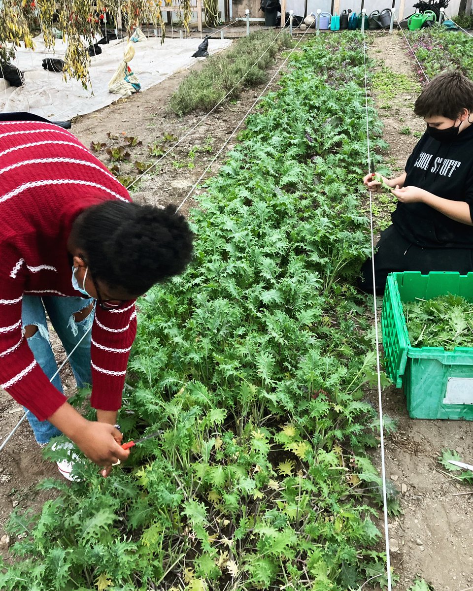 Thanksgiving Market Boxes are BACK! This bounty of fresh produce, grown and harvested by our Produce Project students, provides the perfect #local pairing to your Thanksgiving meal. See what’s included at capital-roots.square.site. #SupportTheProduceProject #ShopLocal #SupportLocal