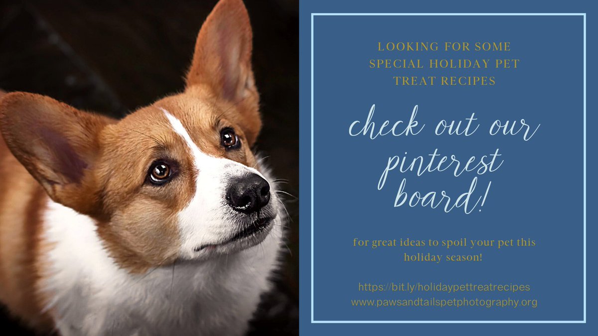 PawsandTailsPetPhotography tweet media