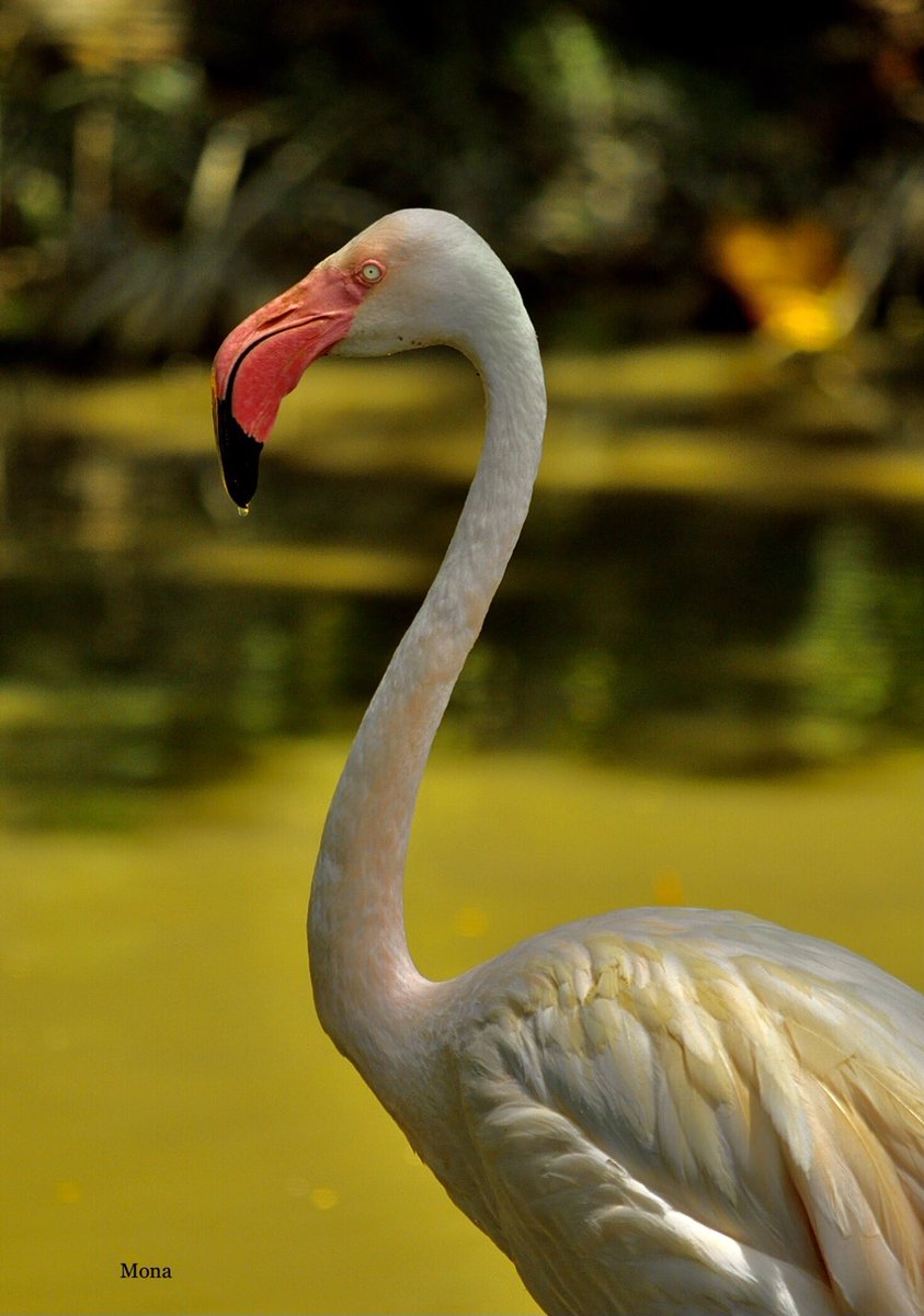 MonaPatelT's tweet photo. A Drop of water 💧 🦩
A flamingo's beak has a filterlike structure to remove food from the water before the liquid is expelled. 

#BBCWildlifePOTD #ThePhotoHour https://t.co/UypV1jmfsQ