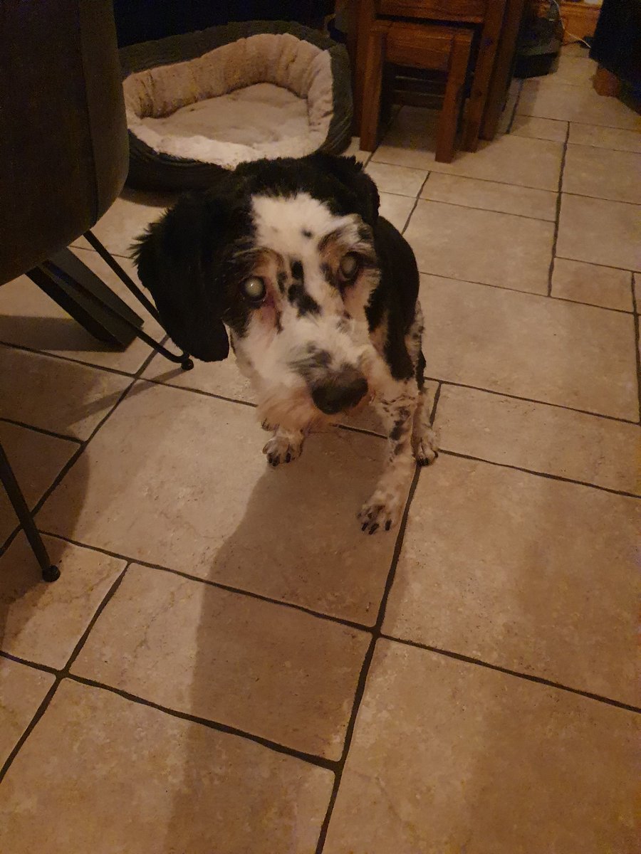 Odee after his well overdue haircut. He has cataracts and cant see a thing. He is too old to get them done but by jeez he is such an amazingly loyal dog 🥰🥰