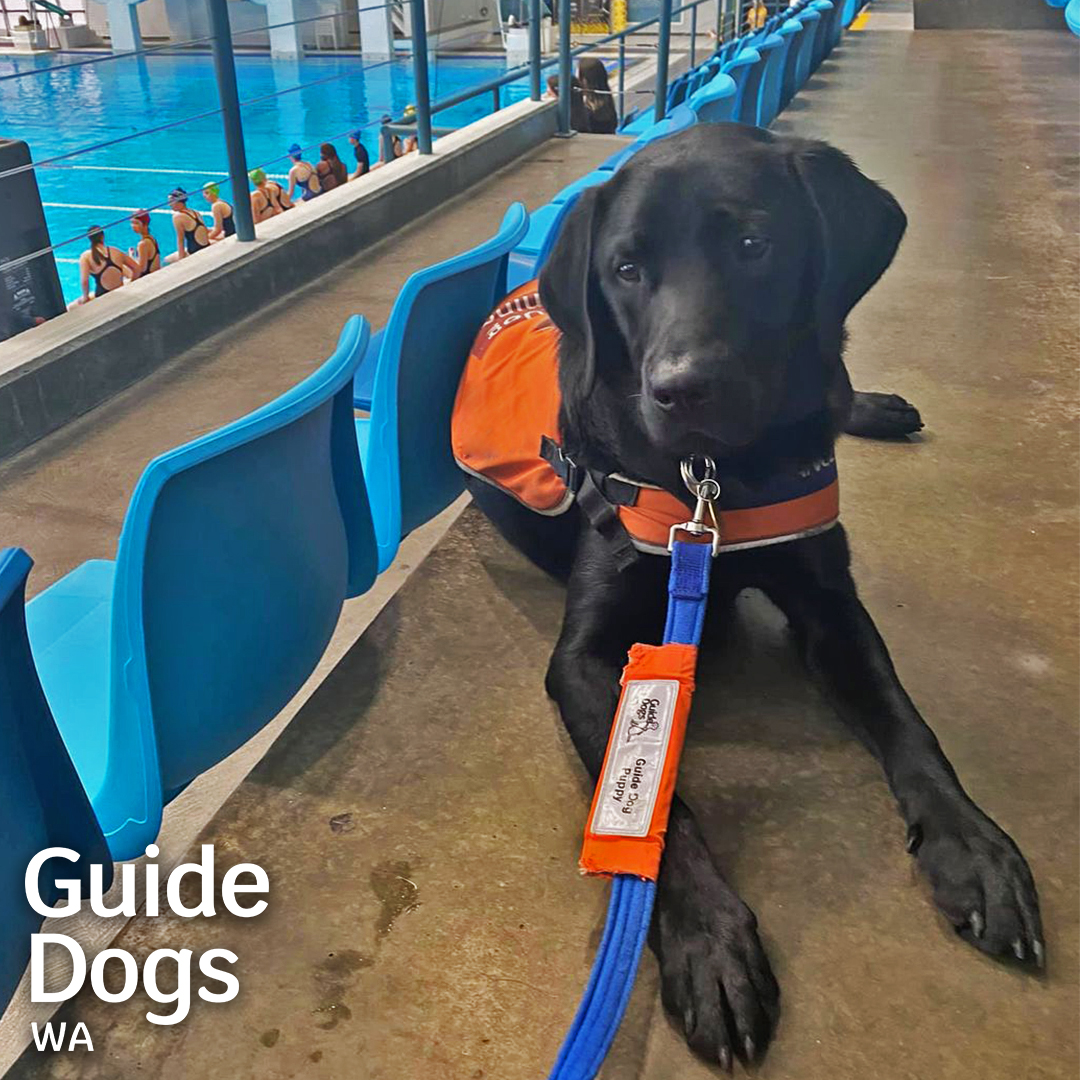 Did you know Guide Dogs can go anywhere? That's why it's important that our puppies in training get as much exposure to different situations. Here is little Trafford waiting patiently at a swimming carnival 🏊. Such a good boy!