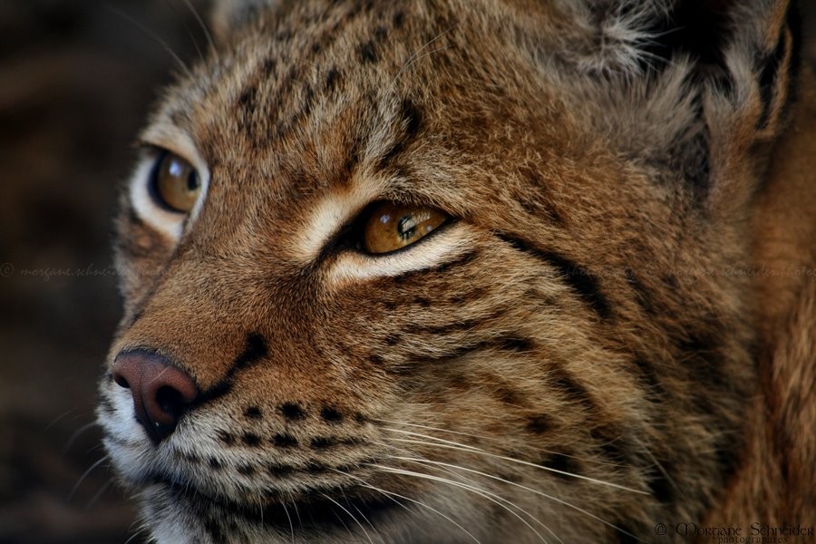 HourlyLynxes's tweet photo. HourlyLynxes presents: https://t.co/aD6DJcb1fq