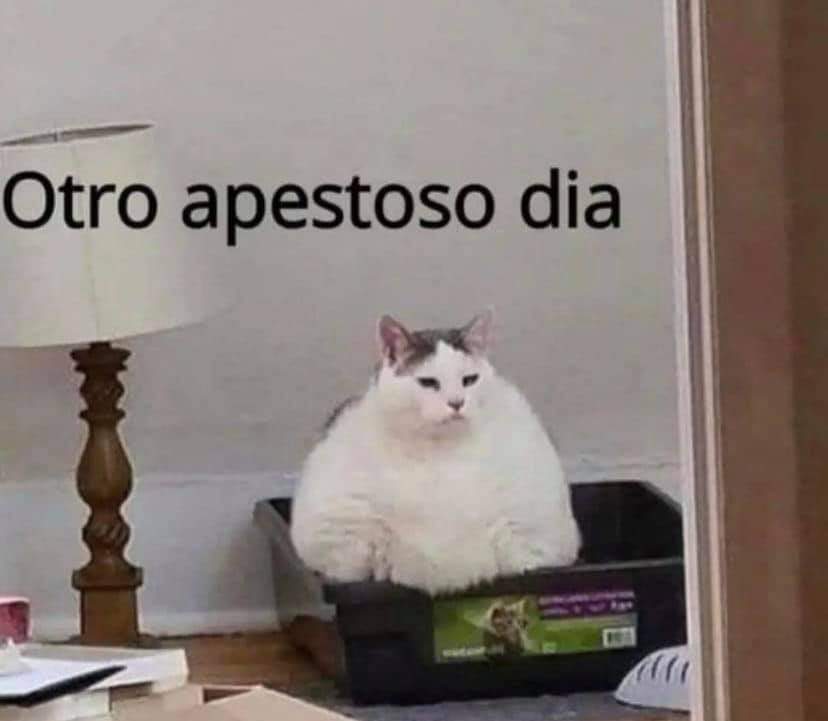 gatitos_qctd's tweet photo. Bromi https://t.co/2EeVskxqPD