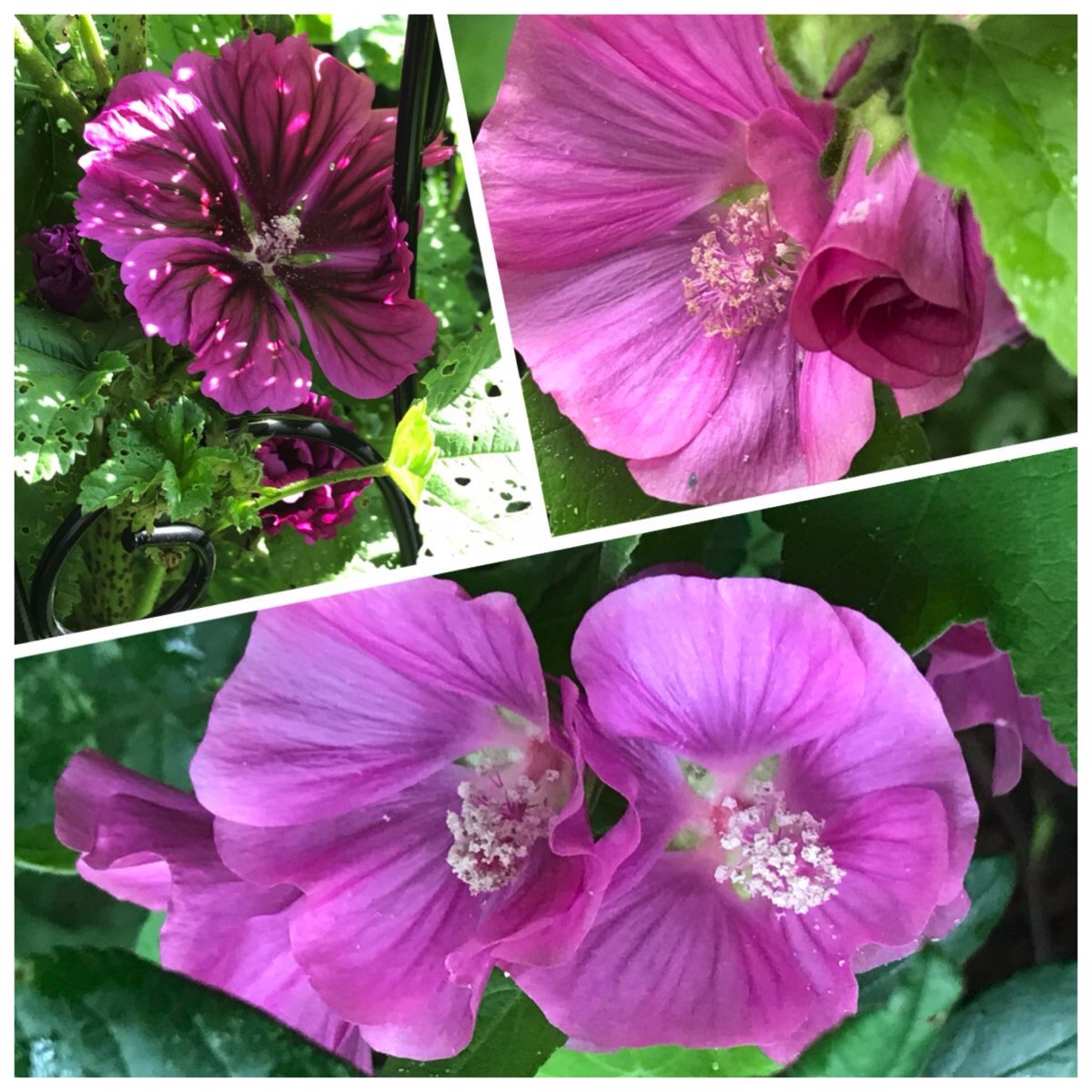 #AlphabettyBlooms as Malva