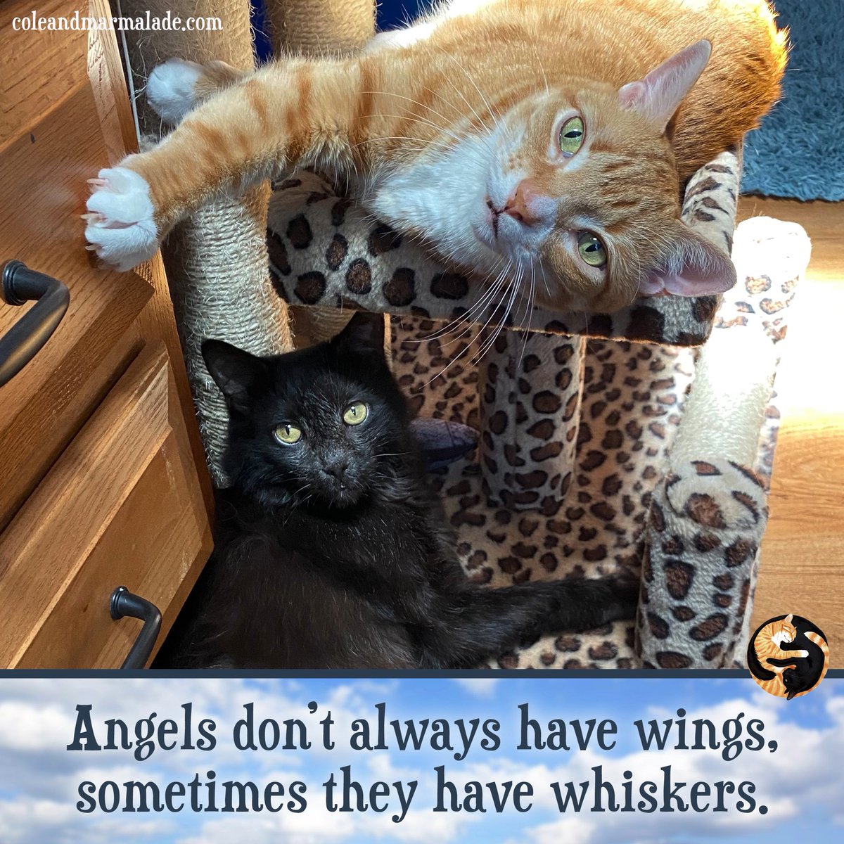 ColeTheBlackCat's tweet photo. 🖤🧡 def furry angels! https://t.co/FS5uZY5Ule