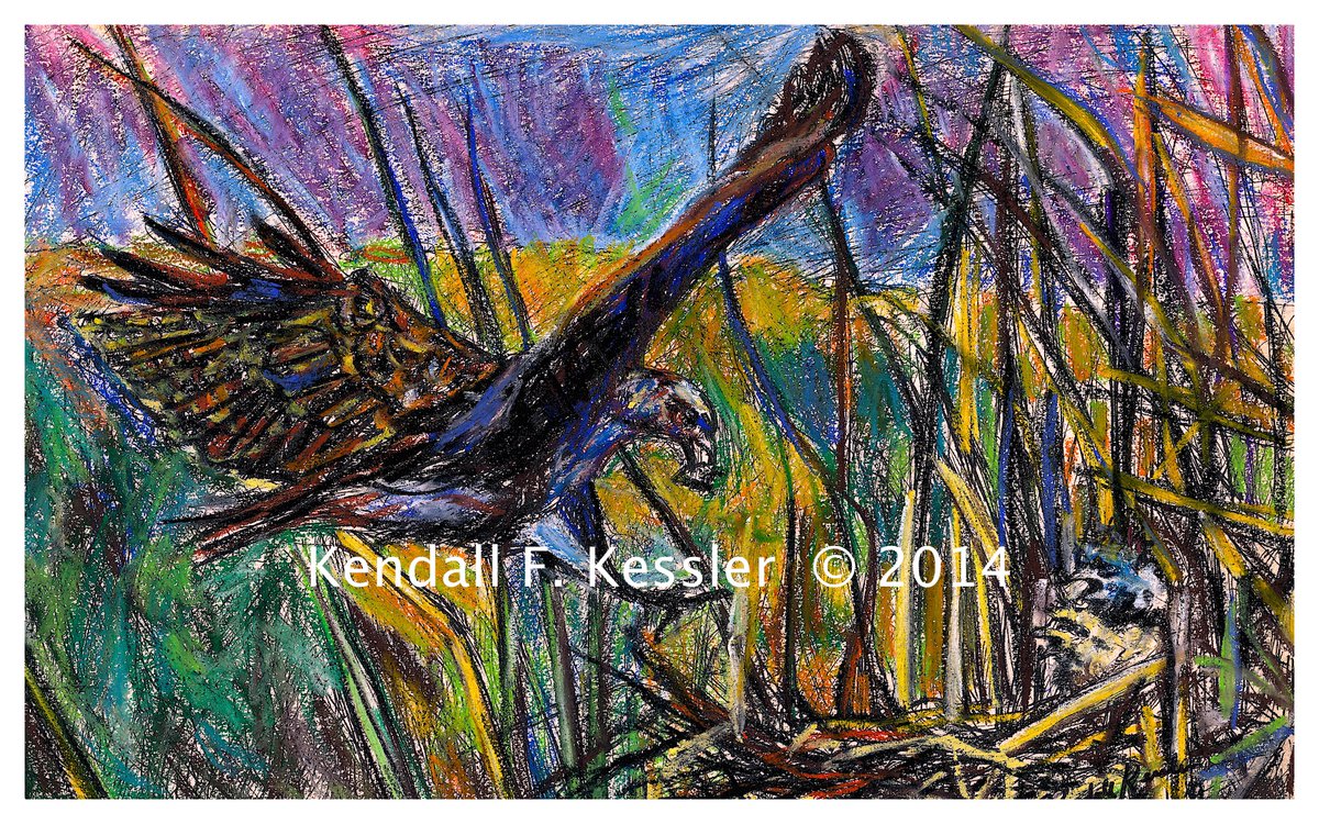 Towheehillart's tweet photo. A beautiful snail kite in flight! Click on the link to get a better look. https://t.co/TkyrytPssy #sailkitepaintingforsale #impressionistsnailkitepaintingforsale #mixedmediawildlife https://t.co/c4OzKjpniU