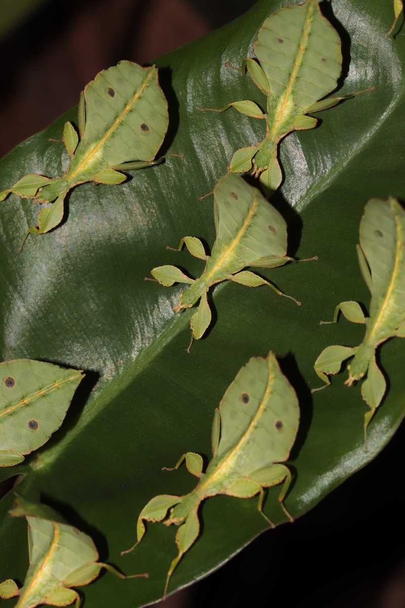 HarbsPics's tweet photo. Leaf insect army is growing. #Phyllium #leafinsect #leafbug #insect #macro #nature #wildlife #stickbug #stickinsect #phasmid https://t.co/16B9YFQFUH