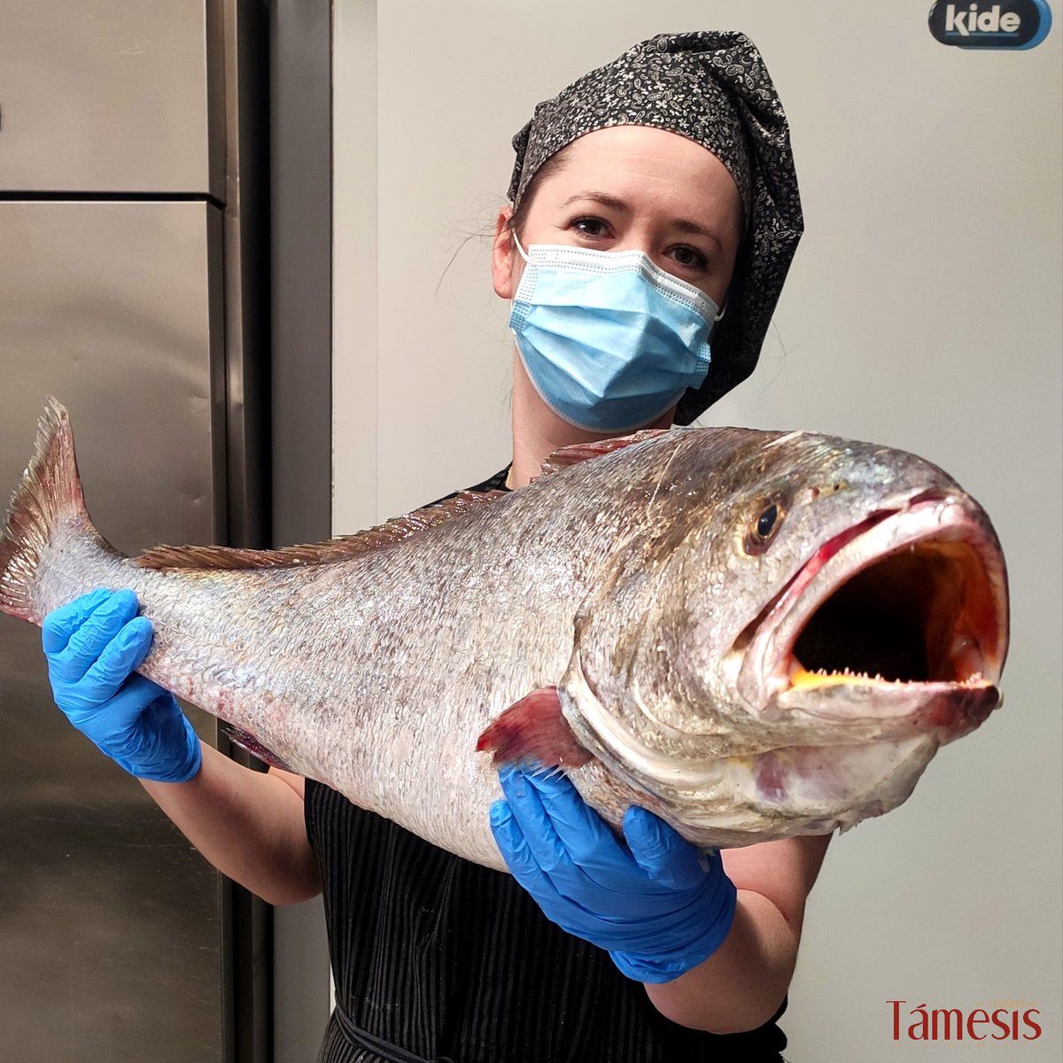 El producto fresco de calidad es una de nuestras señas de identidad👍
¿Qué nos dices de esta corvina de más de 6 kg que acabamos de recibir?😲
¡Superior!🔝

#RestauranteTámesis #Jaén #Producto #Corvina #Gastronomía #Retaurante #Tradición #PescadoFresco