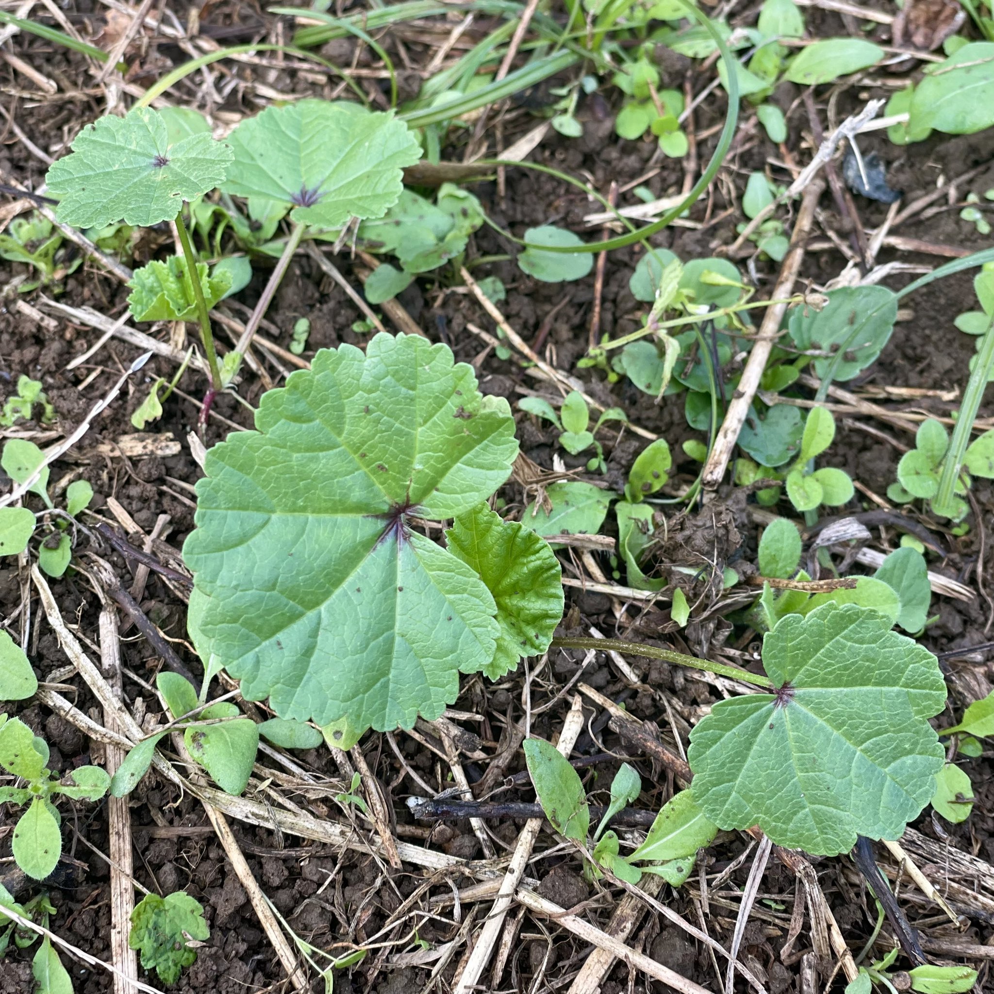 Kaoluna 和草ハーブ農園 ときどき野草摘み暮らし Kaoluna Farm Twitter