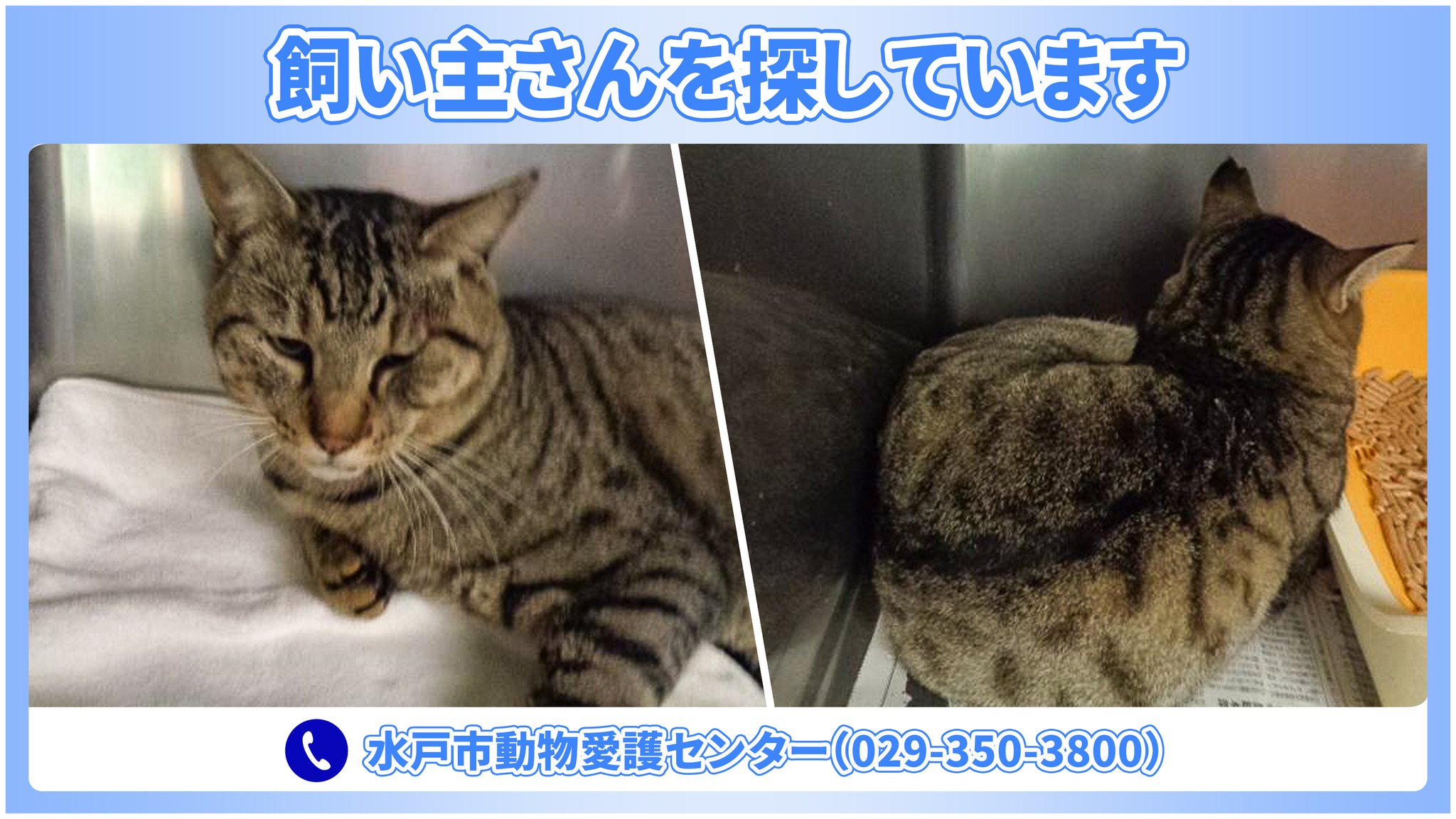 龍脈の精髄 水晶 静かなる光を宿すひとしずくの奇跡 売上一部保護猫活動に使用 龍脈の精髄 ― 黒水晶ペンダント 「護りと再生を宿す大地の力