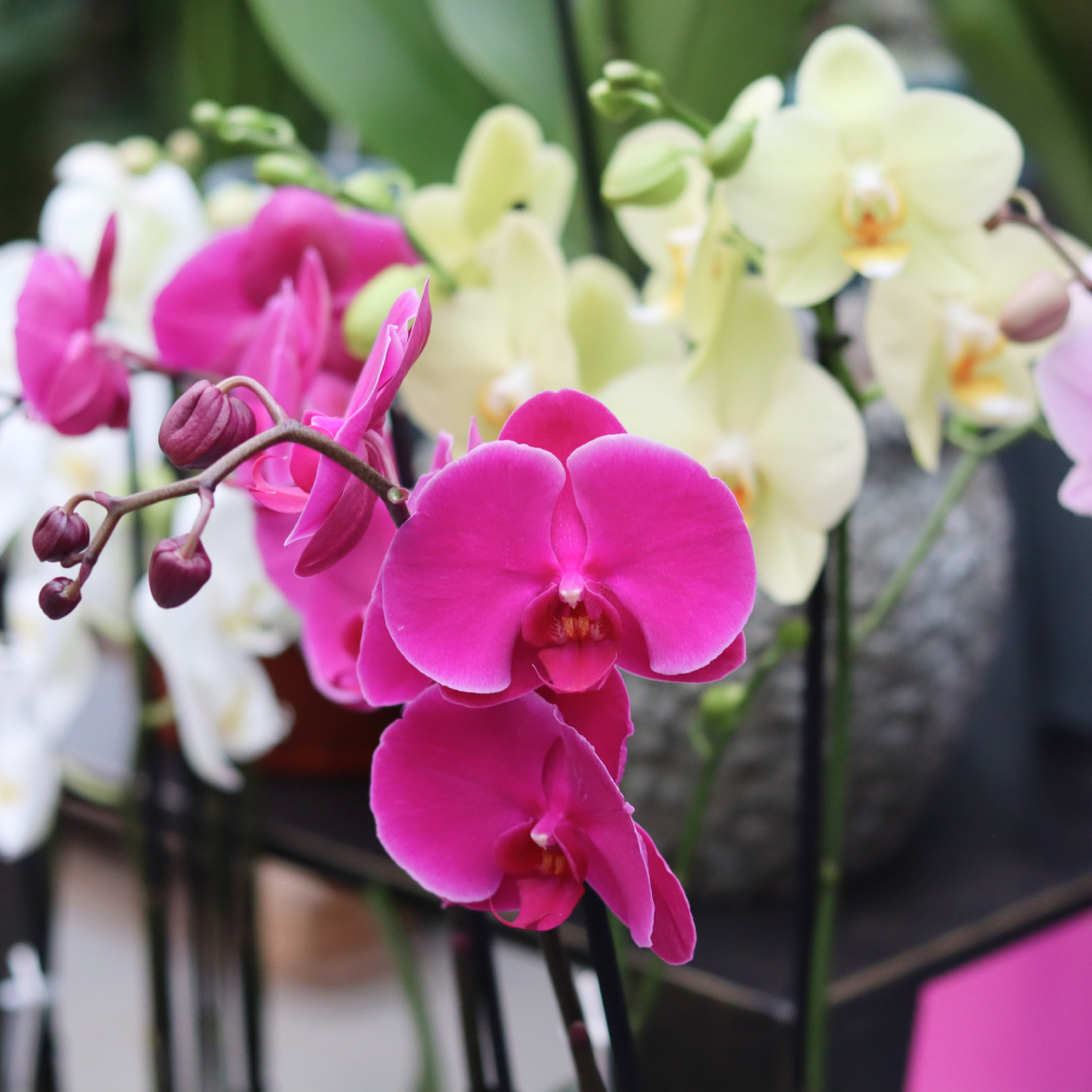 The Joyride is a striking, sparkling presence and adds warmth to any space. A perfect choice during winter time. ❄️