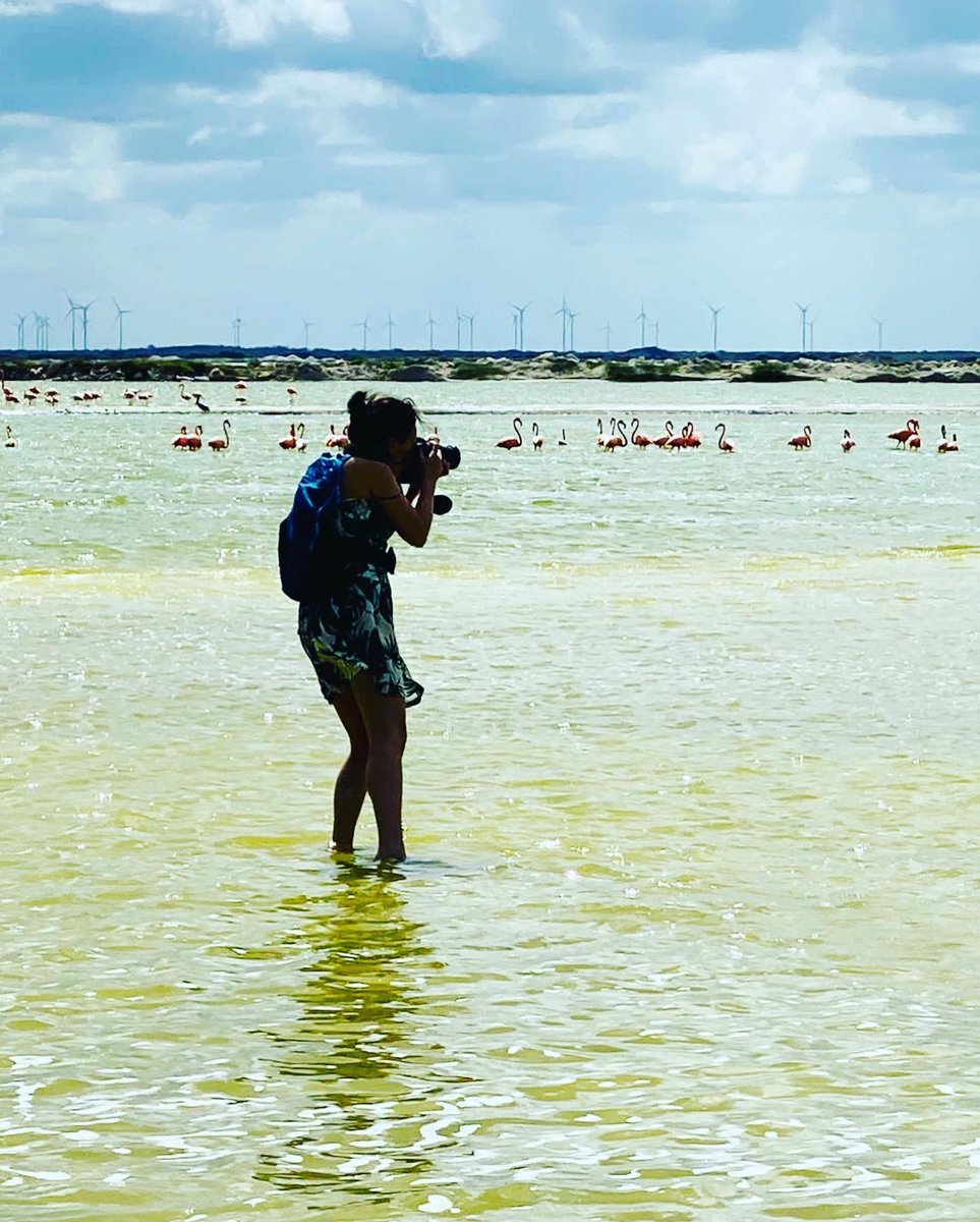 andrealehotska's tweet photo. Chasing flamingos 🦩
#andrealehotska #travelinfluencer #digitalnomad #globetrotter #travelblogger #backpacker #ourlonelyplanet #traveller #traveldiary #traveladdict #wanderluster #writetotravel #worldplaces #travellife #intothewild #travelpics #workandtravel #mexico #flamingo https://t.co/hRQLadO9VJ