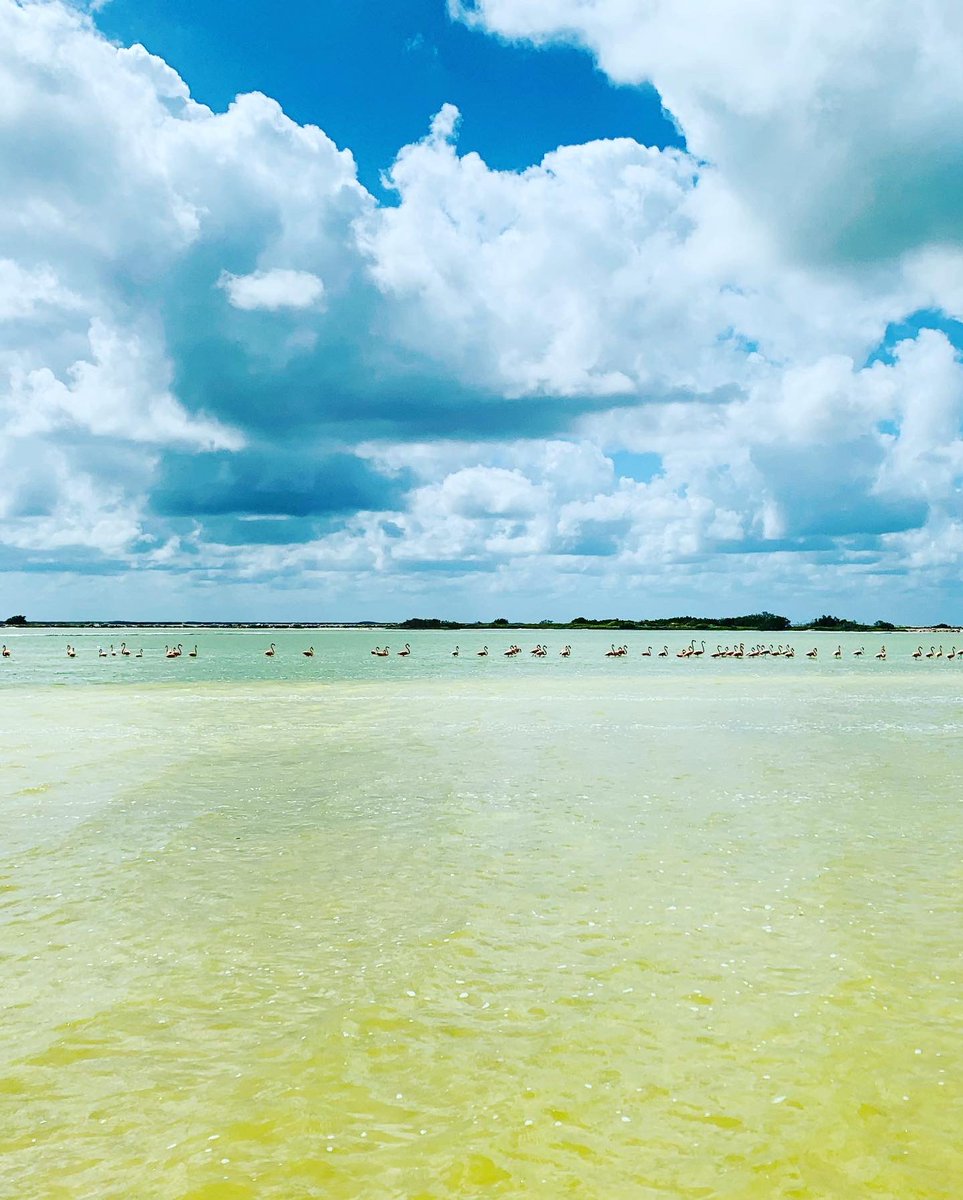 andrealehotska's tweet photo. Chasing flamingos 🦩
#andrealehotska #travelinfluencer #digitalnomad #globetrotter #travelblogger #backpacker #ourlonelyplanet #traveller #traveldiary #traveladdict #wanderluster #writetotravel #worldplaces #travellife #intothewild #travelpics #workandtravel #mexico #flamingo https://t.co/hRQLadO9VJ