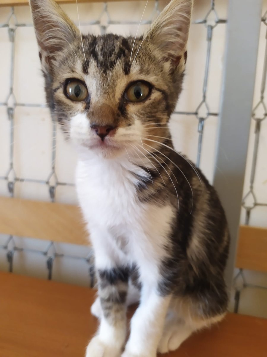 ElSindigato2021's tweet photo. #BuenosDias #MUDITO Esta preciosa bolita de tres meses busca hogar. Mudito es súper bueno, un peluche cariñoso y juguetón. muy alegre y simpático, se ha criado con perros y tiene un carácter extraordinario, amigable y juguetón💘
#Valencia. Elena 670818103 #AdoptaNoCompres #gatos https://t.co/iQhBkVG6RI