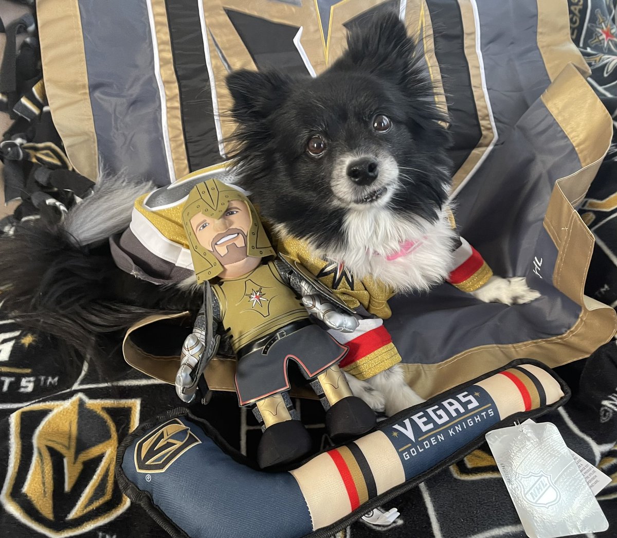 VGKPandaPup's tweet photo. @GoldenKnights Two #LuckyVGKNoseBoops short to get those goals.  #VegasBorn will need to #BoopMe a lot on Thursday! Onward!

#VGK9Krew https://t.co/k1fuGMHVfF