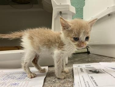 DubJH1009's tweet photo. https://t.co/zRpHgYlSvc #HUGEPRIORITY #EMERGENCY #WILLDIEWITHNOHELP #MUSTBESAVEDIMMEDIATELY #DOSOMETHINGNOWDAMMIT #SOS #CRITICAL #CODERED #MAYDAY #nyc #cats #kitten https://t.co/lVVJSPzeGn