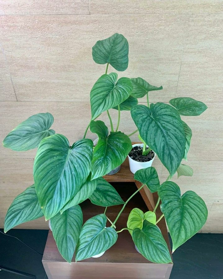 giant philodendron Philodendron Giganteumfor Sale