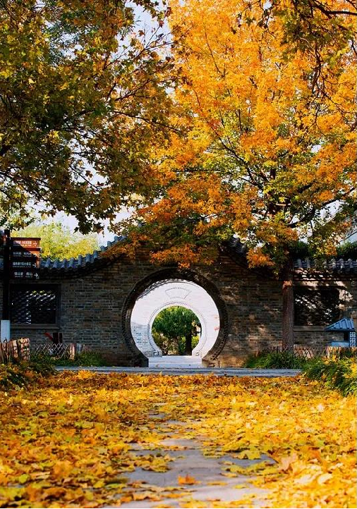 visitweifang's tweet photo. These days, the ancient garden Ouyaun(偶园) has taken on a new look. With tens of thousands of golden fallen leaves, it looks poetic. People with family or friends are wandering in here, enjoying the last time of autumn. #WeifangColorist
📍Ouyuan, Qingzhou 偶园，青州 https://t.co/O0iecxwUXL